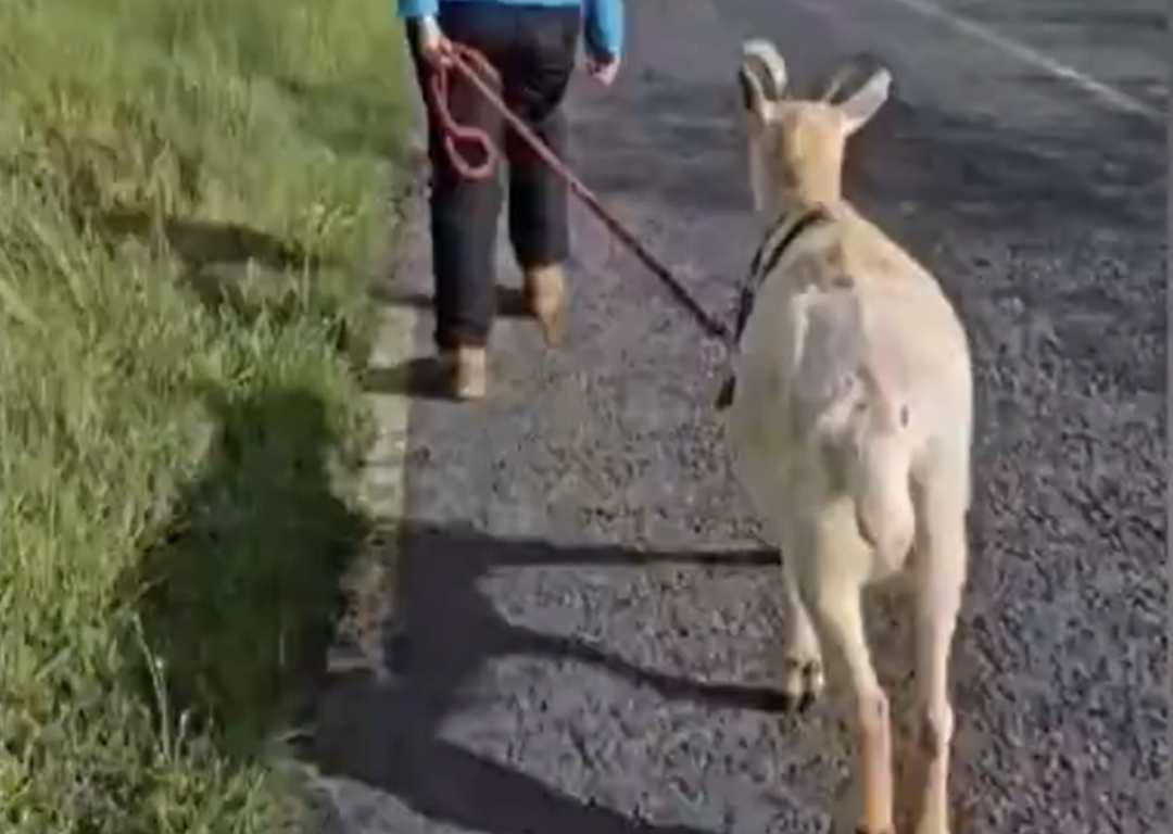 Watch: Goat used to help rescue sheep in Meath