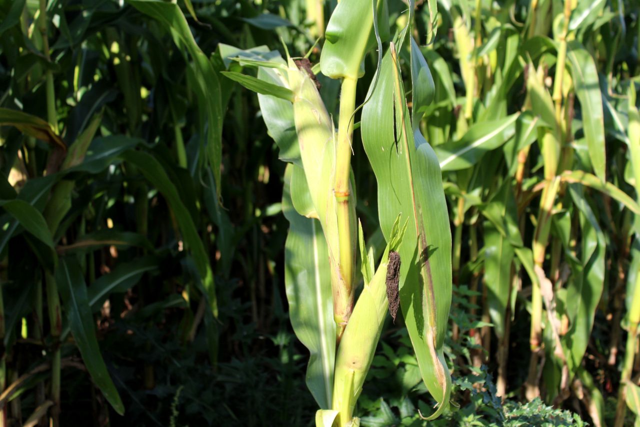 Pitfalls to avoid when growing forage maize