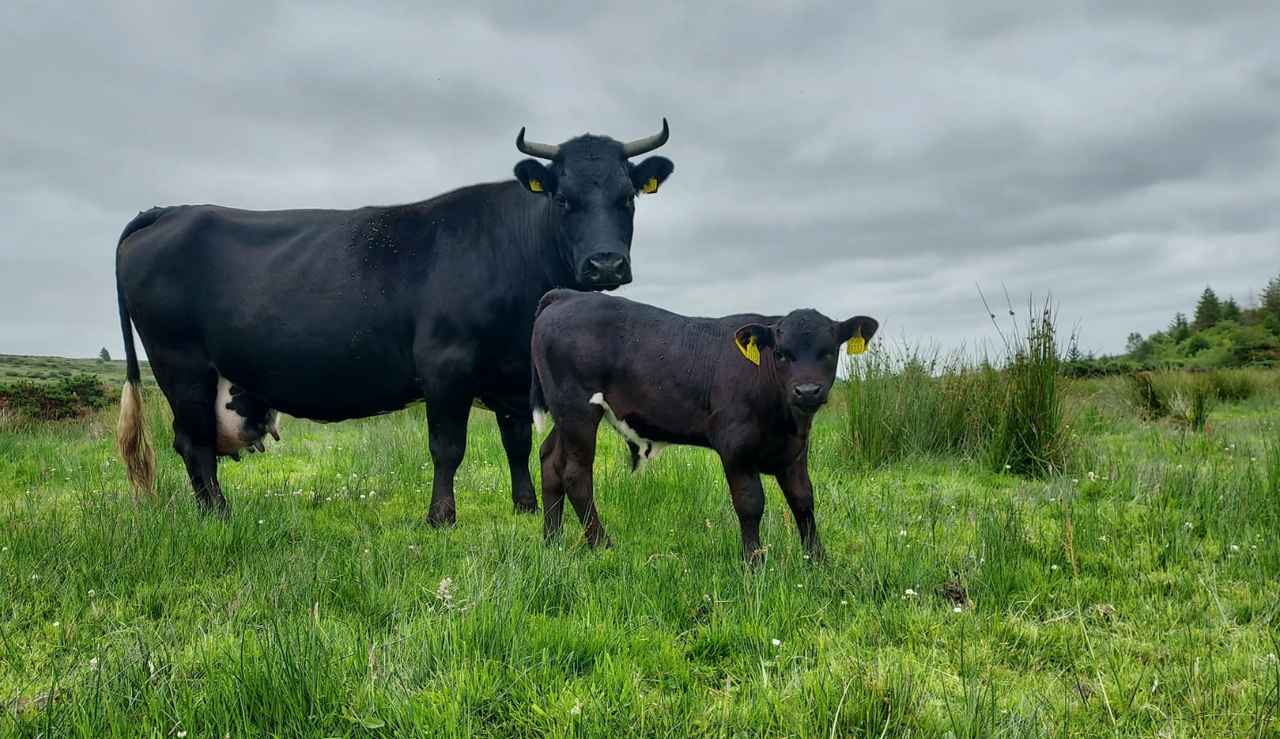 Gardaí investigate cattle robbery in Cork