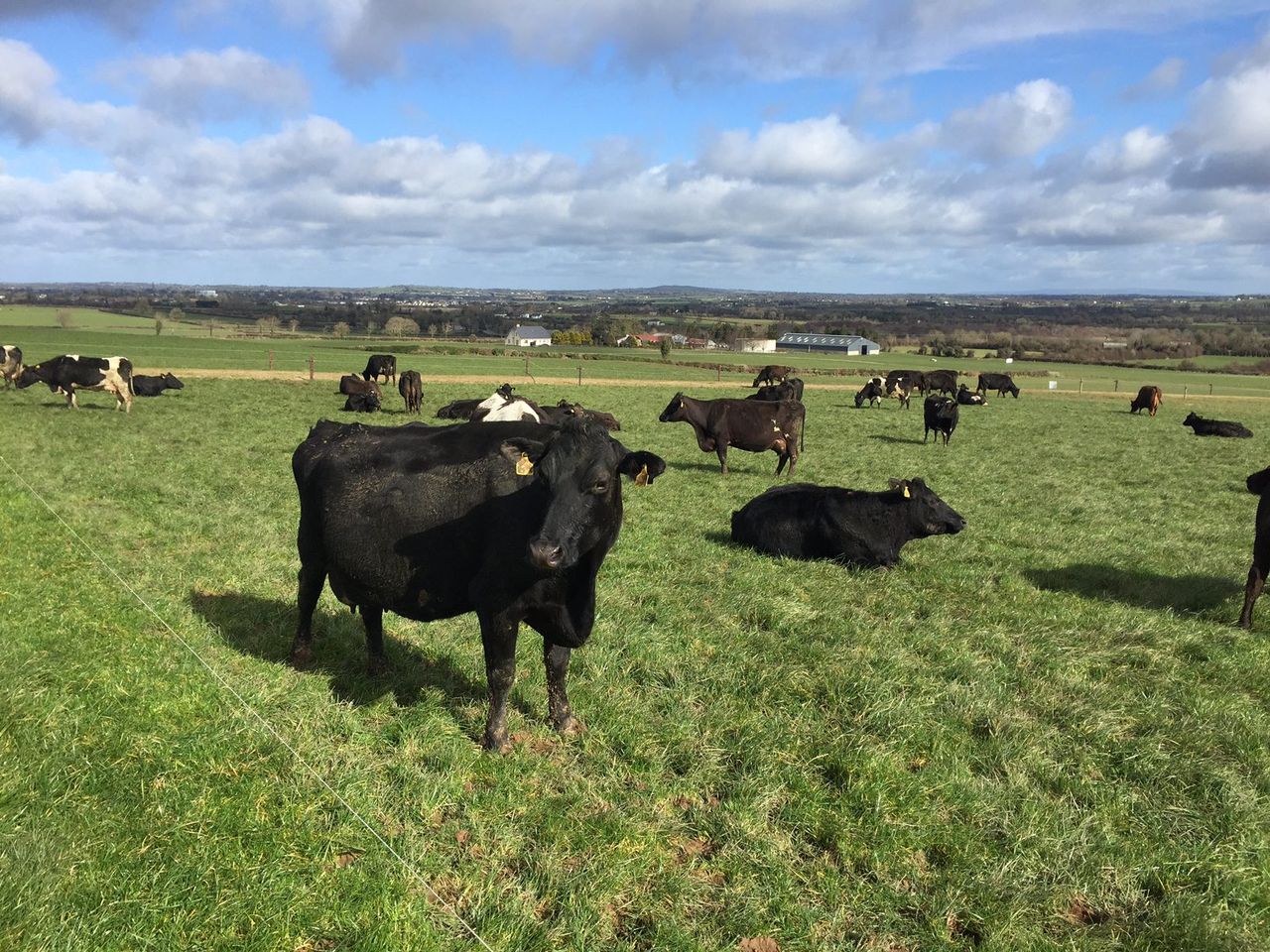 Grass advice: Nearing the end of the green stuff
