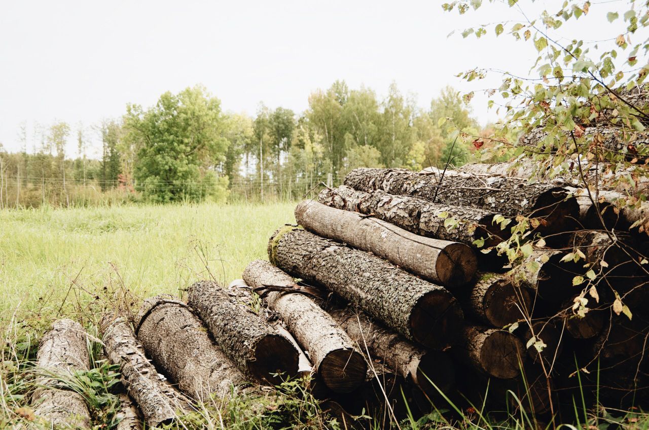 Forestry Programme: New rates must apply to trees planted now
