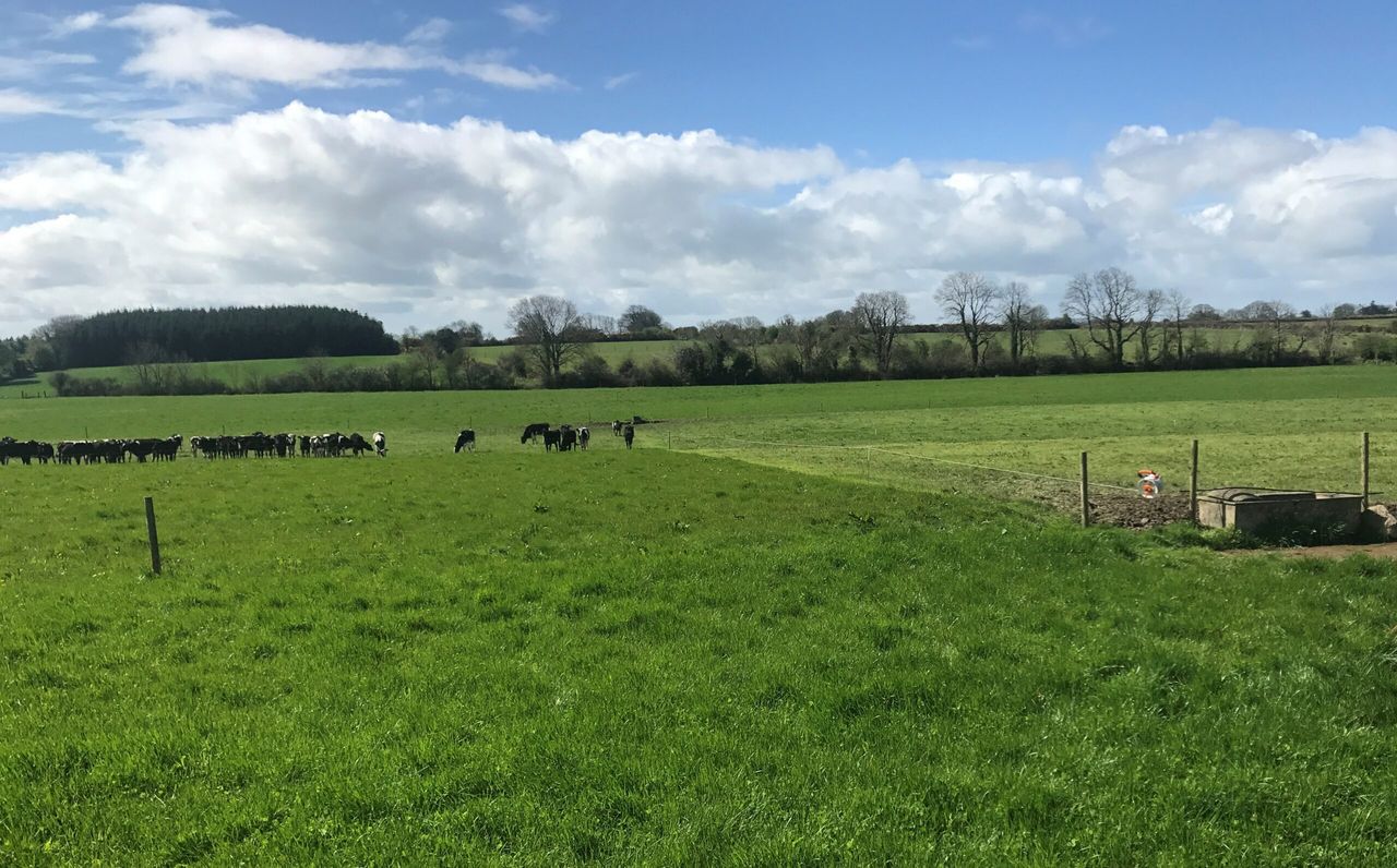 Grass focus: Making more from less on rented ground in Co. Galway