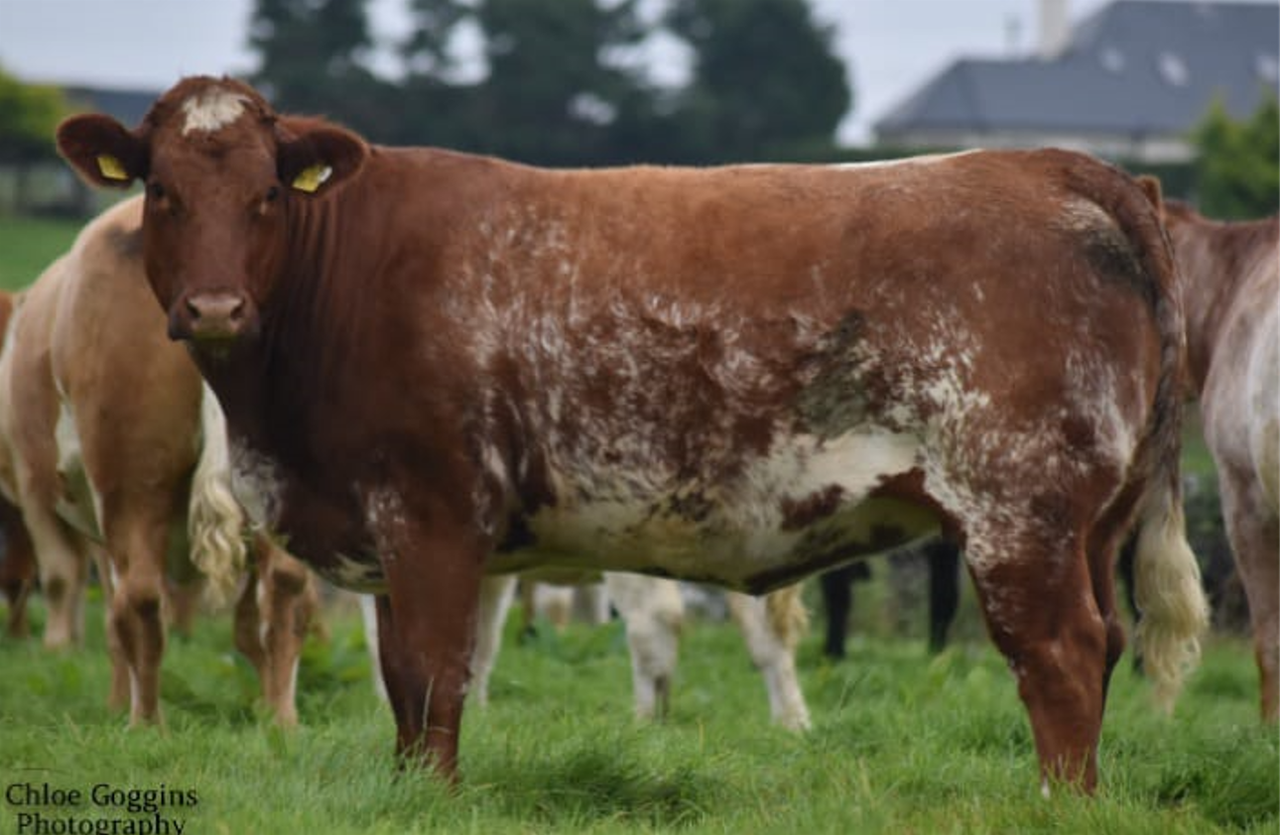 Tuam Mart to host special sale of quality in-calf heifers