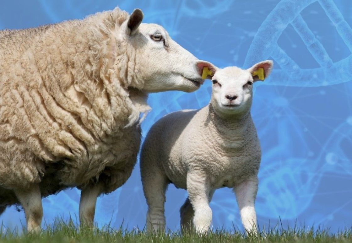 Increasing productivity and efficiency on sheep farms through breeding and genetics
