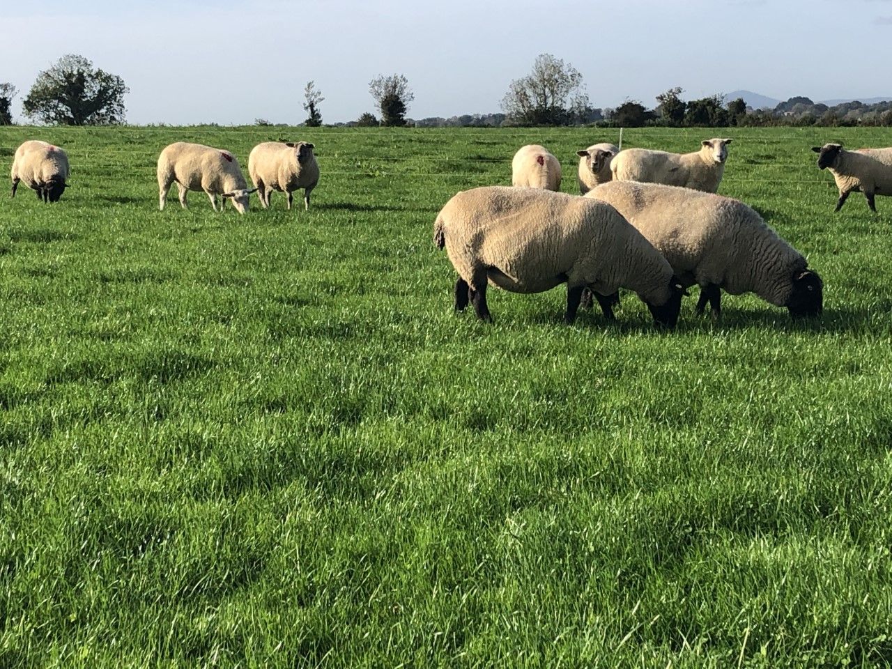 National Sheep Welfare Scheme to require 3 actions in 2025