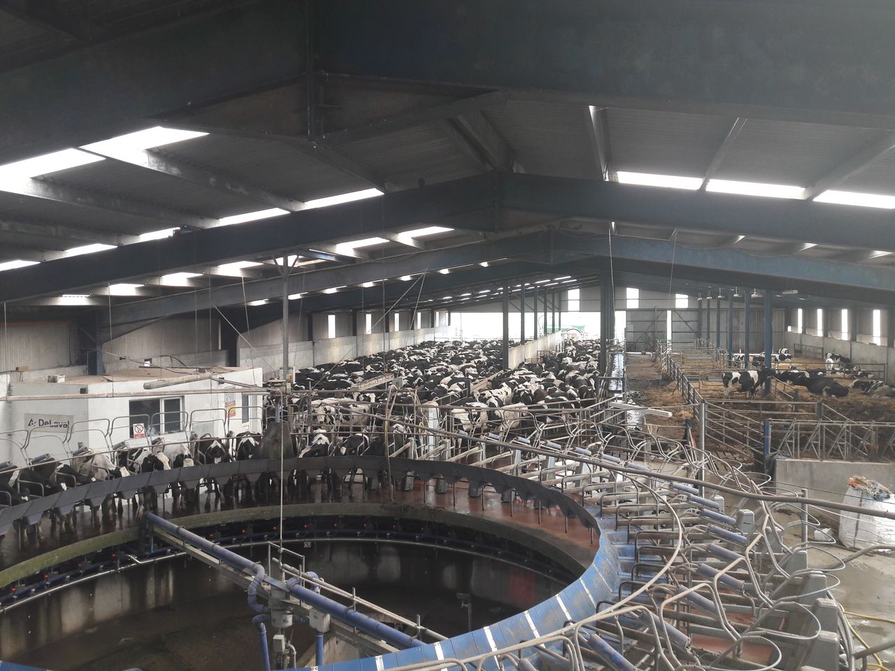 Domestic milk intake down 5.7% in December