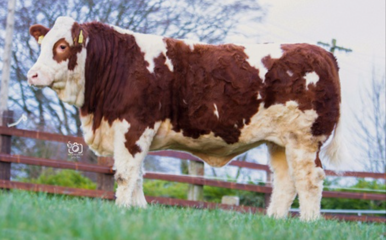 Monaghan herd buys top-priced heifer at Clonagh sale