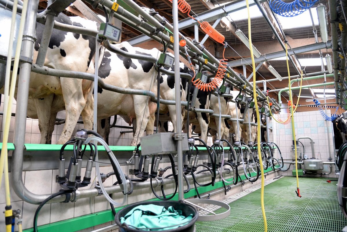 Autumn calving: Picking out cows for selective dry cow therapy