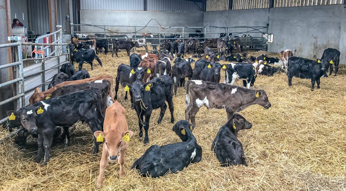 Beef focus: Making the switch to dairy calf-to-beef in Co. Longford