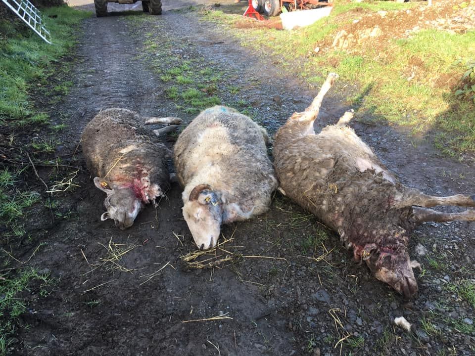 Graphic images: Sheep killed and injured in recurring dog attacks