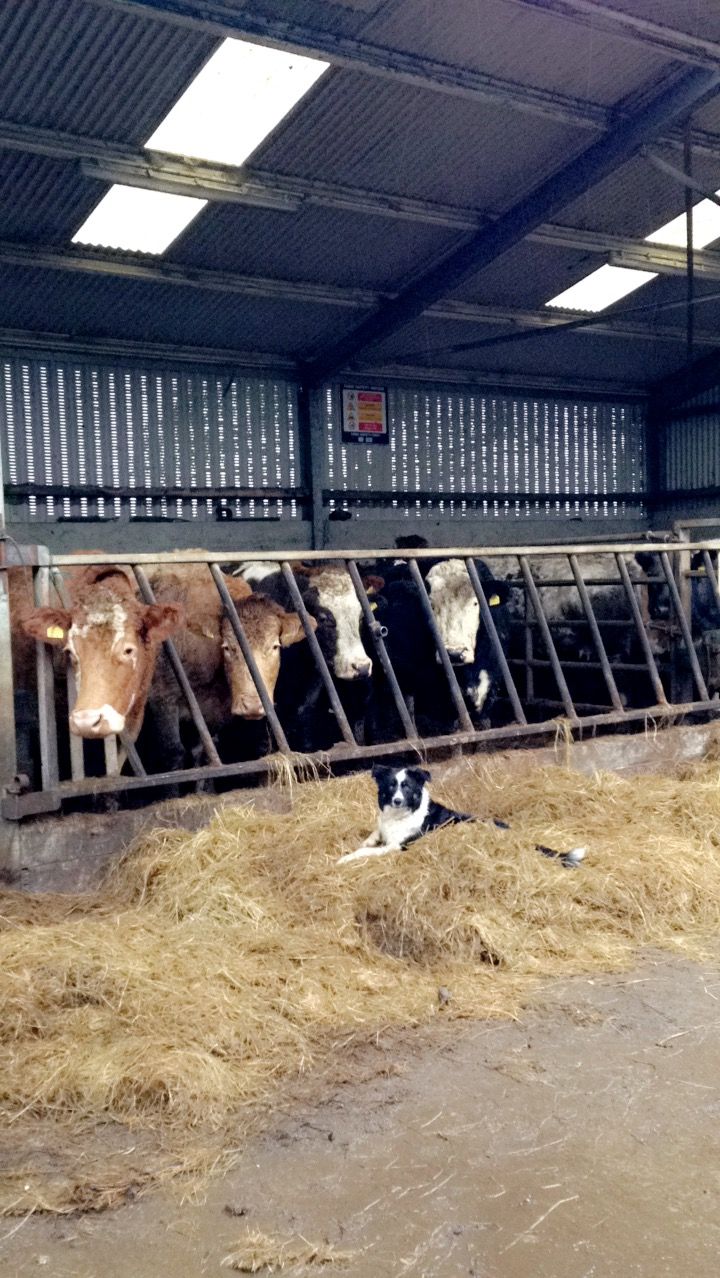 Is your herd suffering from one of the most common causes of abortion?
