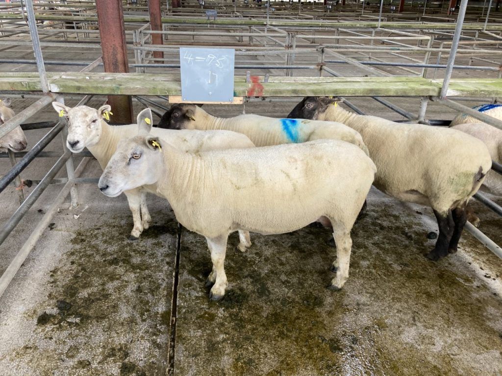 Sheep marts: Trade for cull ewes ramps up at many sales, as prices breach €200/head
