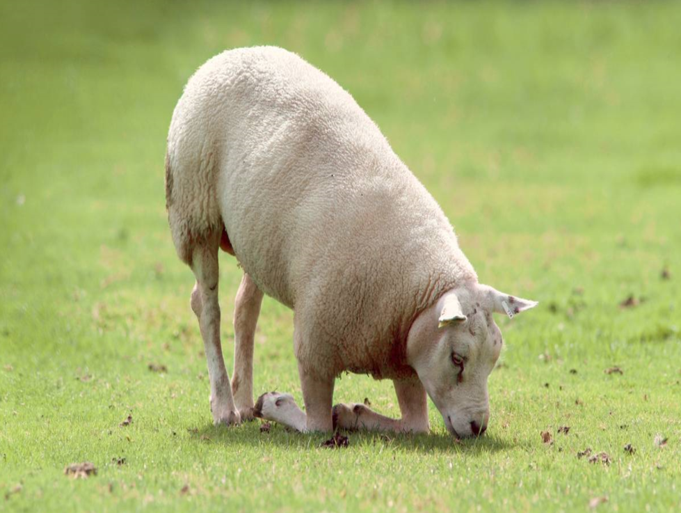 Monitoring and tackling lameness in the flock