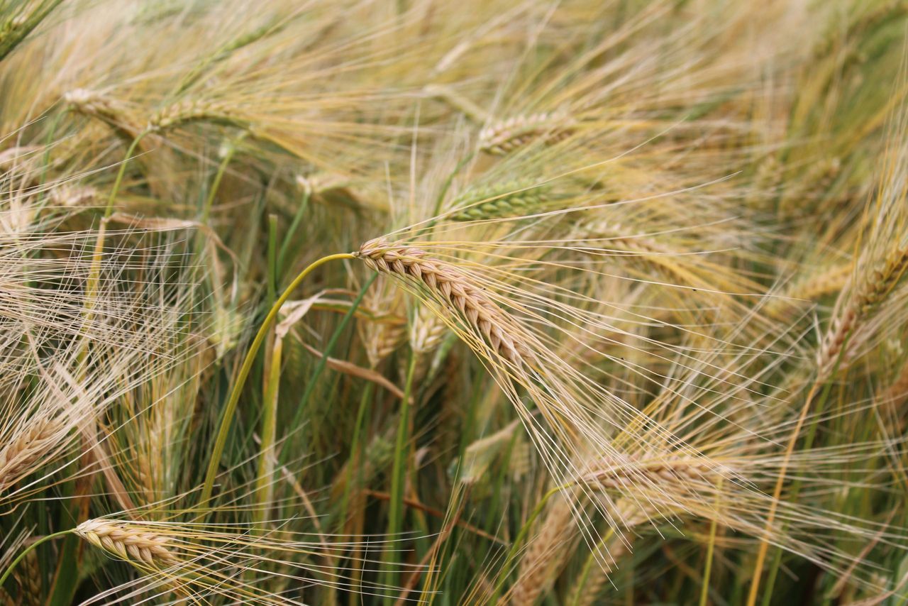 'Significant potential' to expand the scope of NI arable farming - specialist