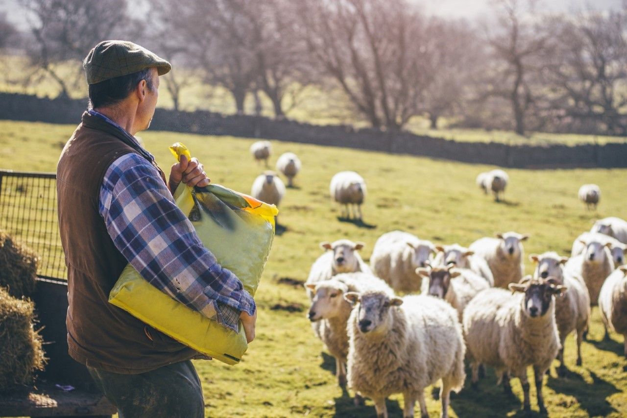 EIT Food outlines ways for livestock industries to reach net zero