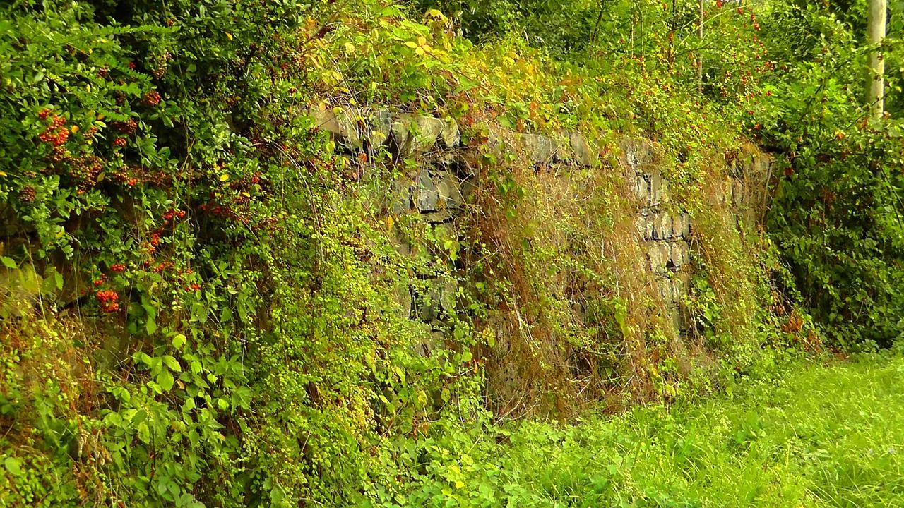 Survey to examine biodiversity in Co. Longford hedgerows