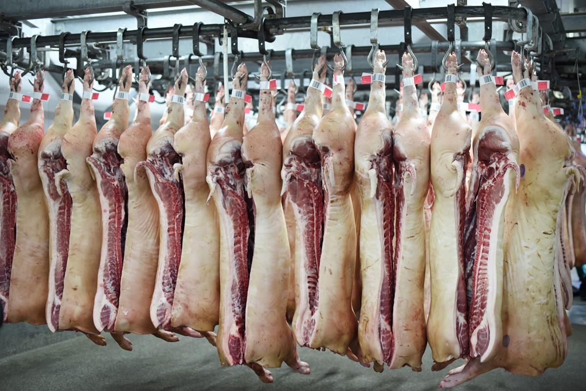 Pig slaughterings jump by nearly 5% in May