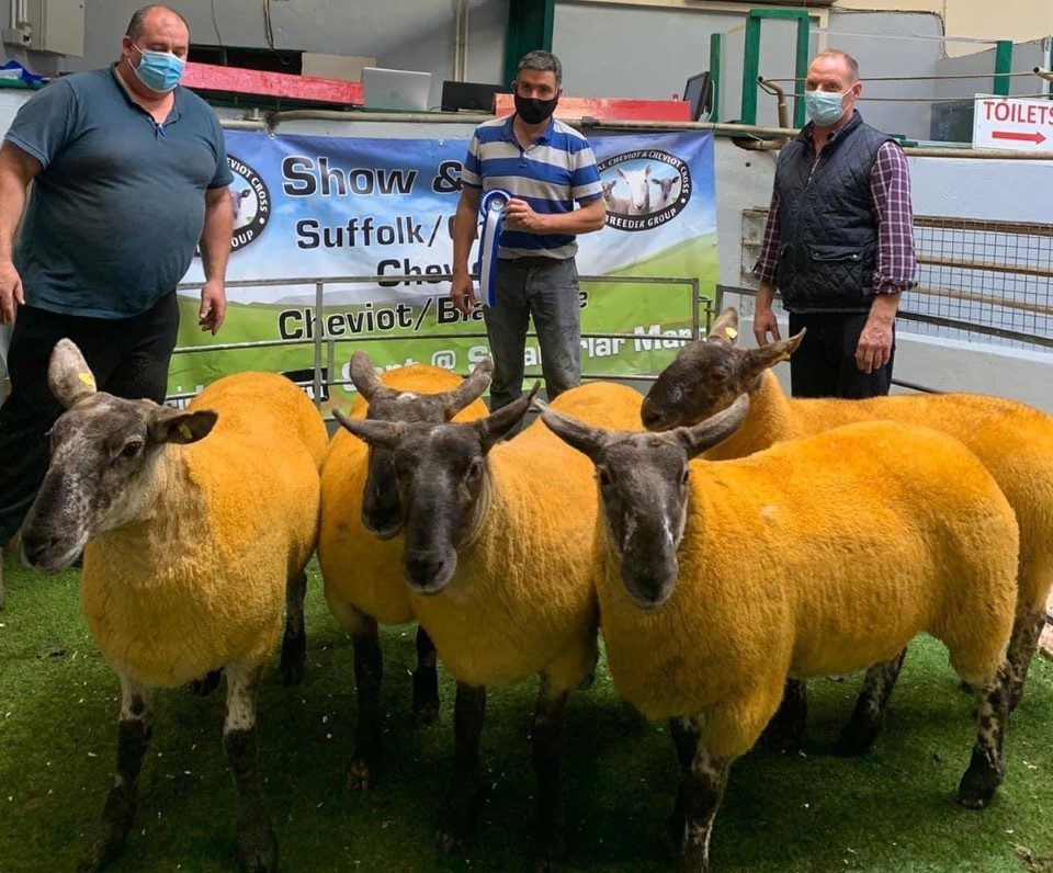 Donegal Cheviot & Cheviot Cross Breeders' sale sees prices top €300/head