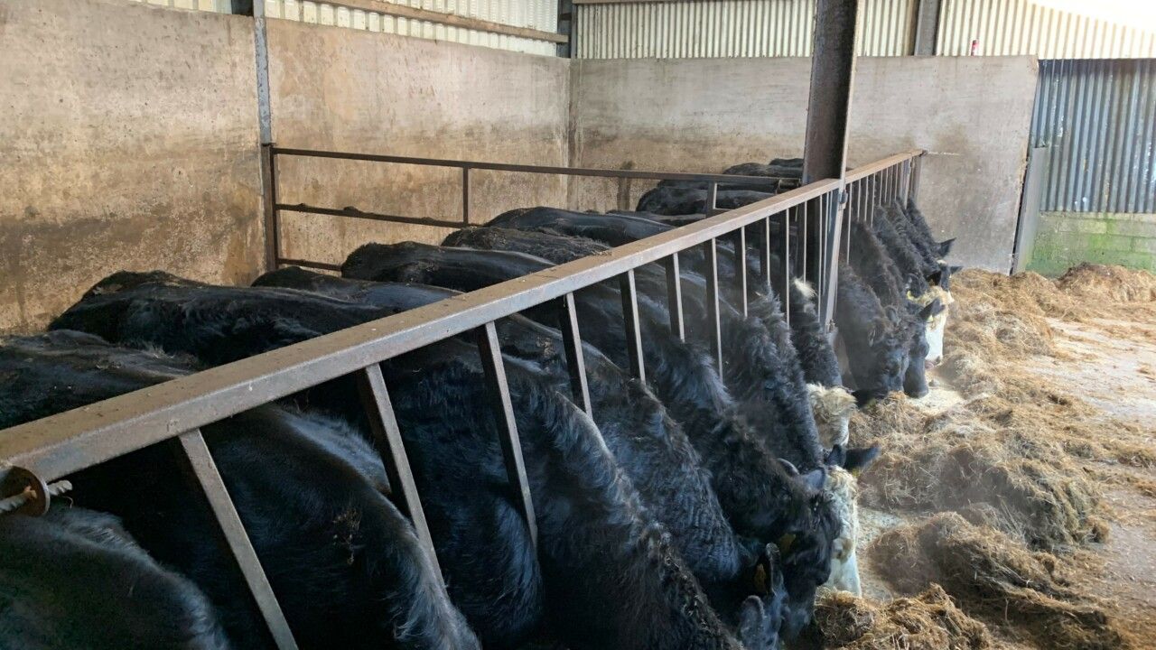 Factory quotes: Beef price continues on an upward trajectory