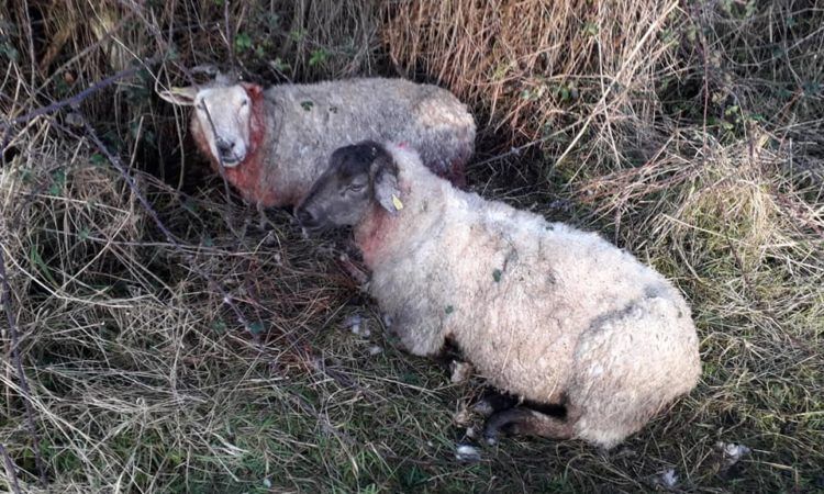 Make sure you know where your dog is at all times, as attacks on sheep creep up
