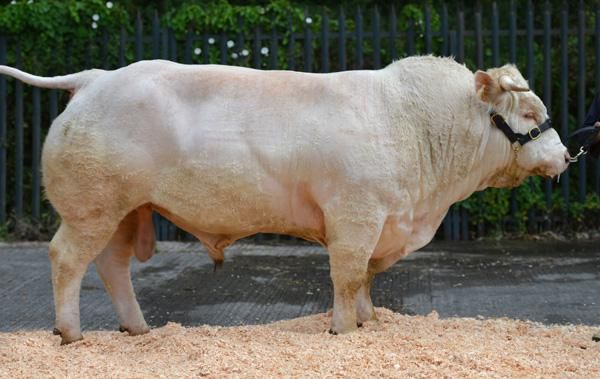 Beef farmers know what they want in bulls....ICBF top bull searches revealed