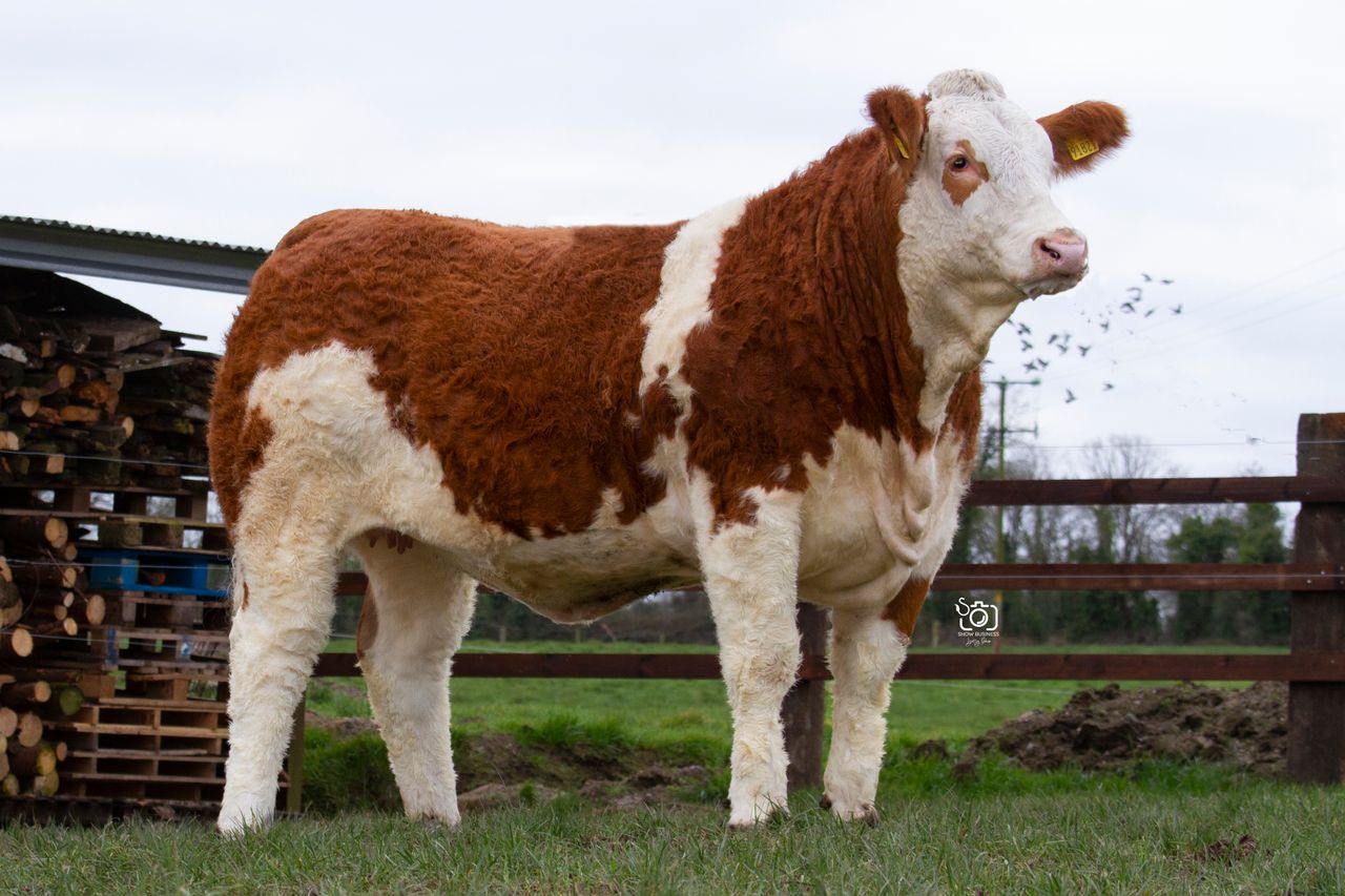 Clonagh Herd to host special sale of heifers, bulls and embryos