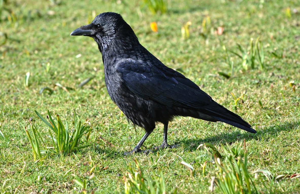 Can farmers get a 'derogation' on wild bird control?