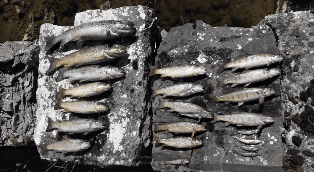 Nearly 15,000 fish killed in Tipperary river