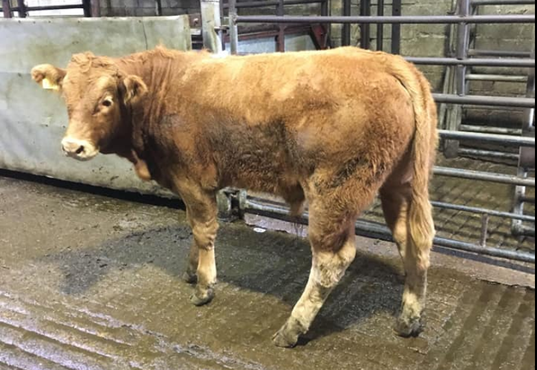 Cattle marts: Weanling trade boosted by continued export demand