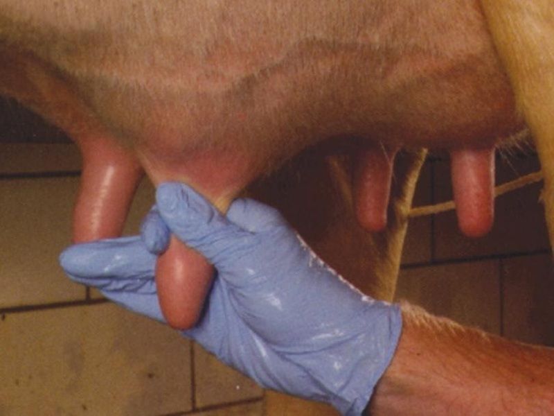 Dairy advice: Getting prepared for a smooth drying off