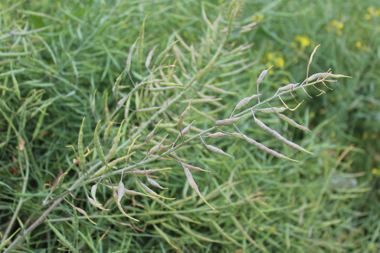 Tillage: Disease control in winter oilseed rape