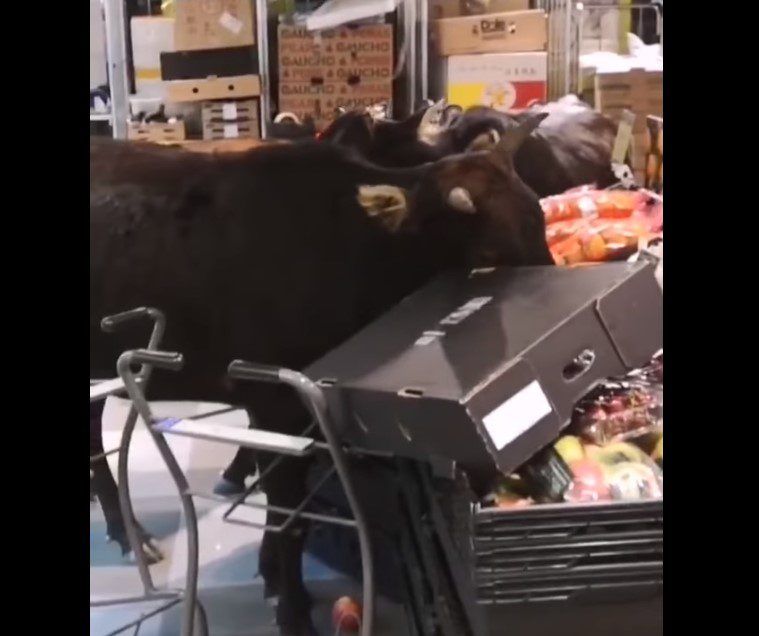 Brazen bovines find feed of different fare...in a supermarket