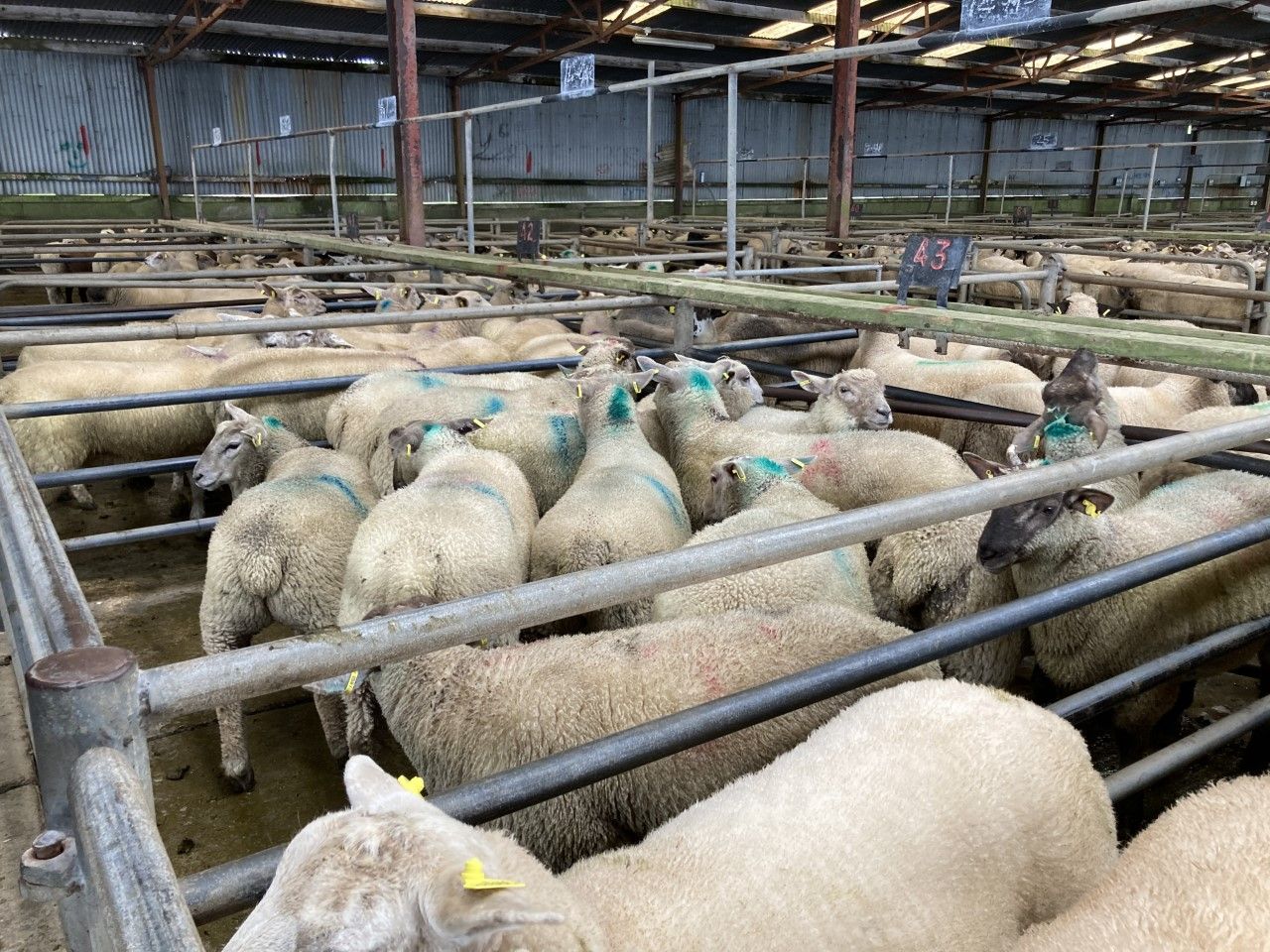 Sheep kill: Throughput back over 97,000 head on this time last year