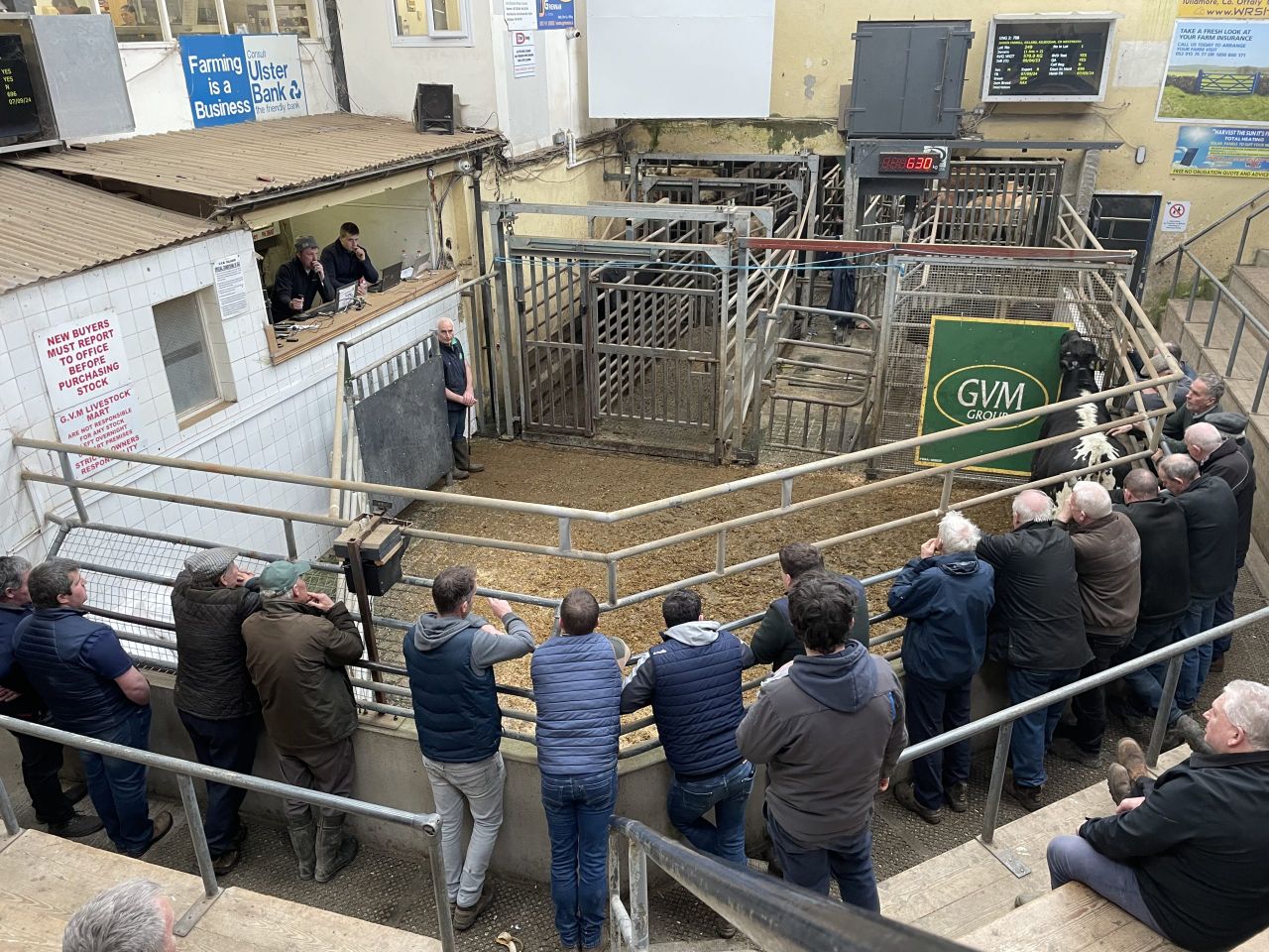Mart trade: Cattle prices from Kilkenny and Tullamore sales