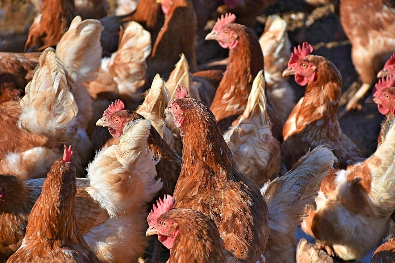 Sinn Féin TD urges poultry farmers 'not to wait' to house birds