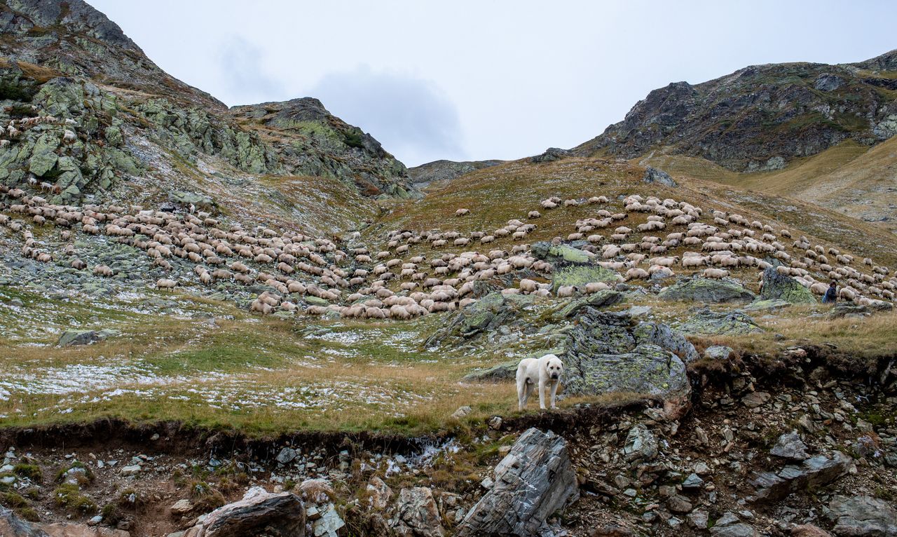 DAFM: Campaign to tackle dog 'aggression' and sheep attacks