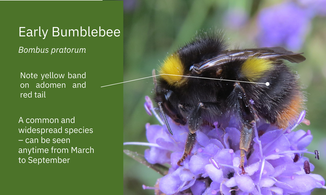 Biodiversity challenge: How many species on your farm?