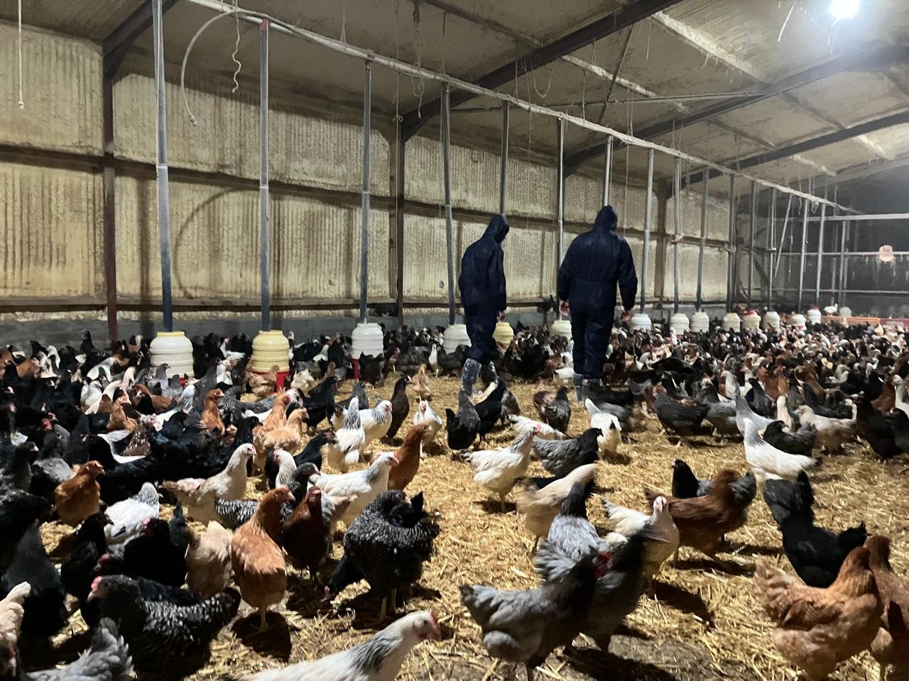 Watch: Farmer turns backyard poultry project into growing business