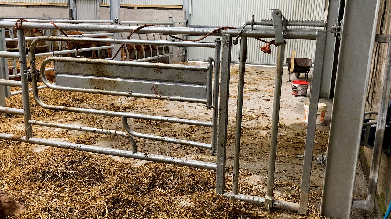 Avoid horror stories and invest in safety at calving