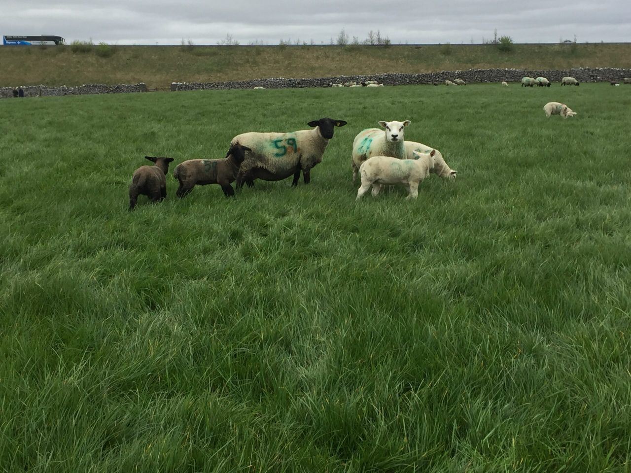 Prolificacy and stocking rate drive sheep farm performance