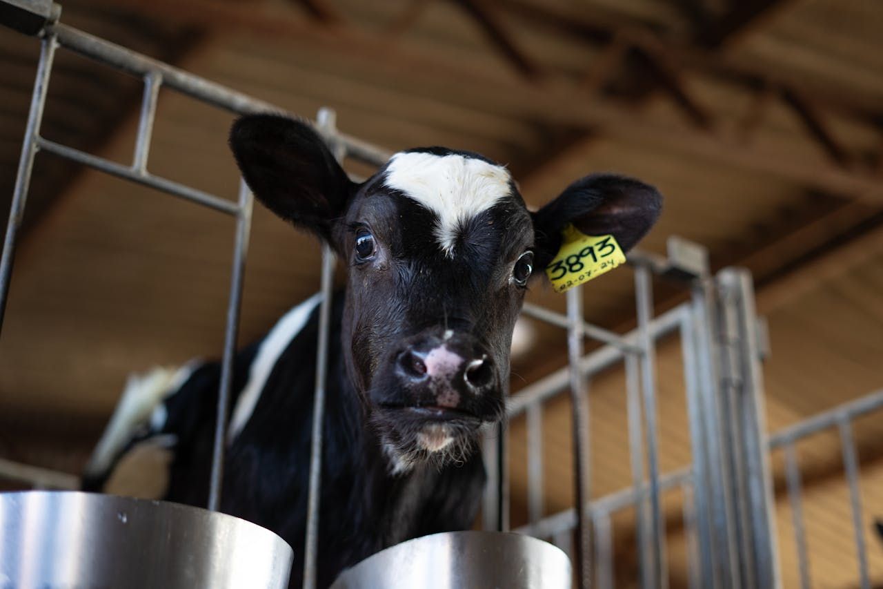 UK edges ahead of Ireland as updated TB strategy review published