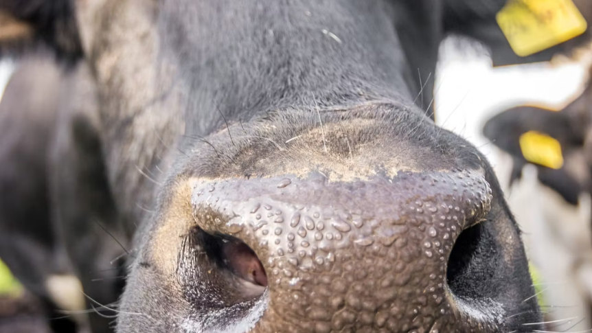 DAFM: 3.5 million bluetongue vaccine doses sold by end of April