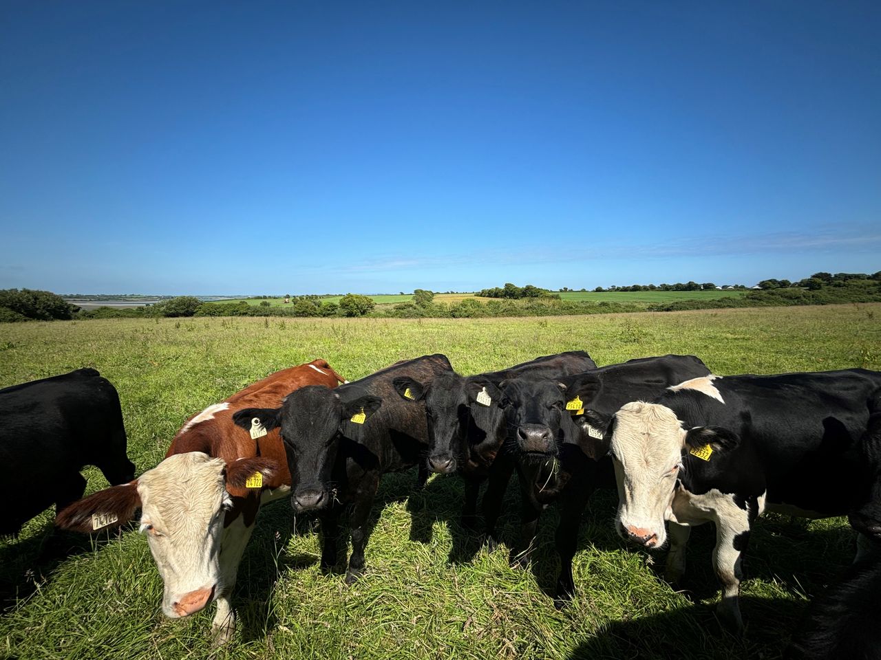 Ireland enters a 'higher risk period' for bluetongue transmission