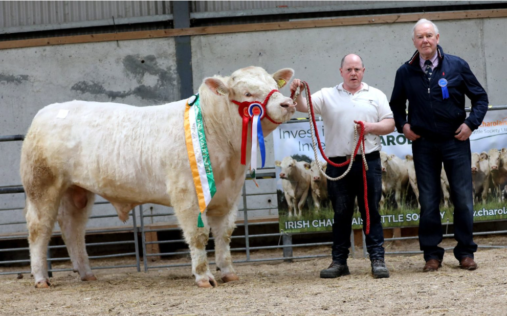 Mayo-bred bull takes top price at Charolais sale in Tullamore