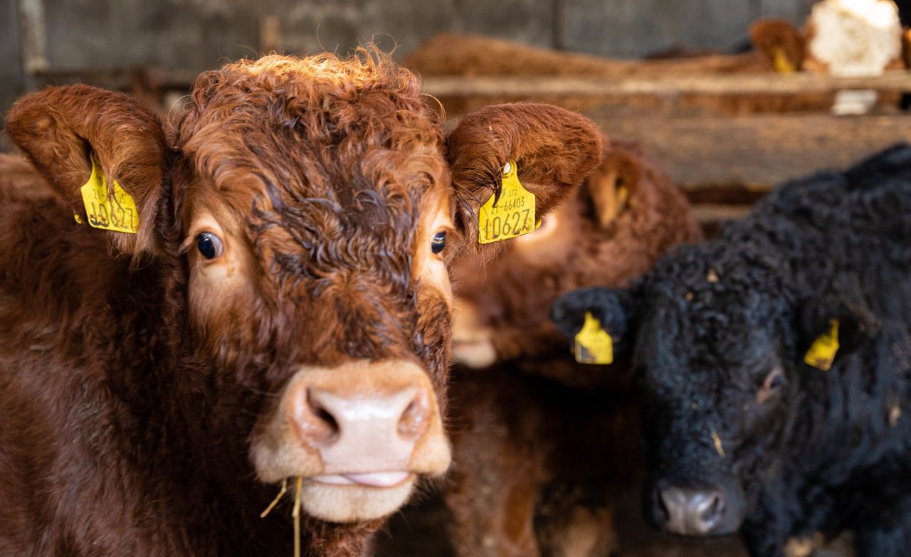 Beef kill: Supply bounces back to over 40,000 head