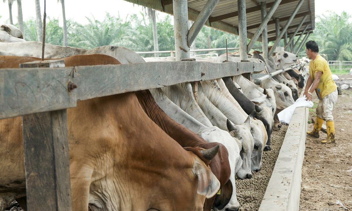 EU-Mercosur deal betrays farmers and environment - MEP