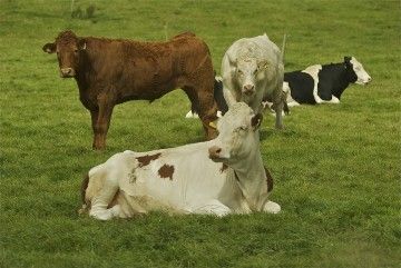 Farmers Should Reject Beef Cuts – IFA