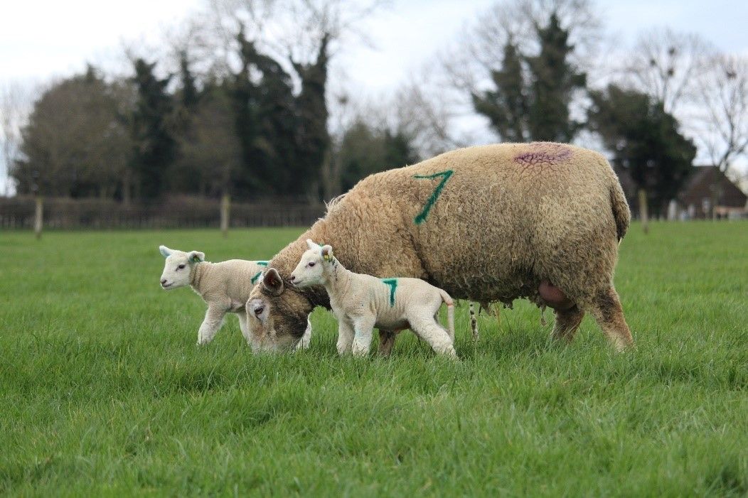 'Flock recording will deliver huge benefits'