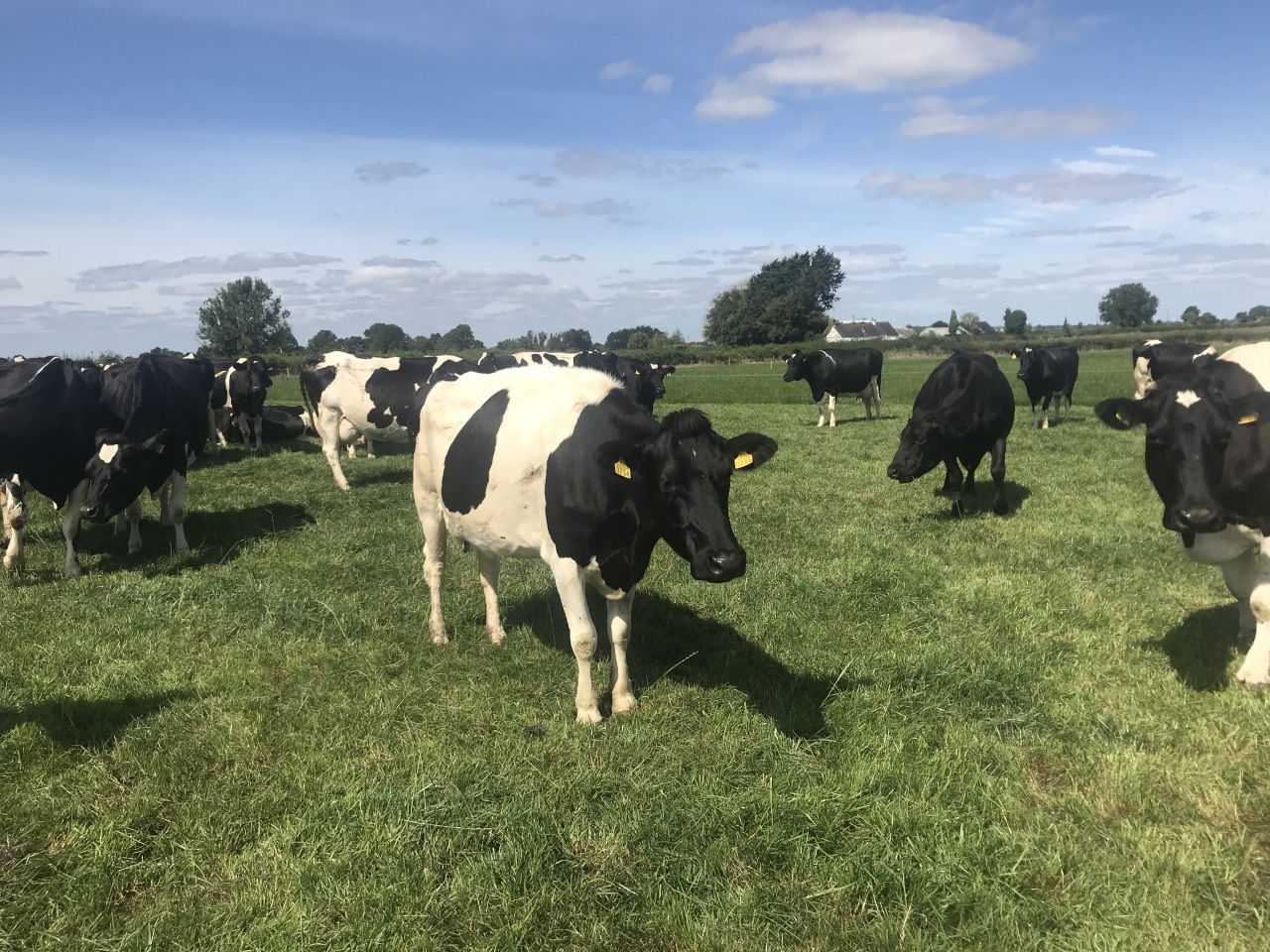Dairy Focus: A return to cows in Co. Tipperary