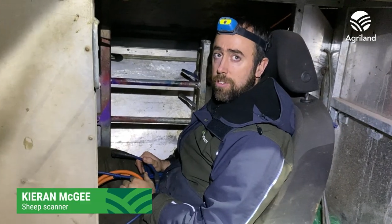 Watch: Update on sheep scanning results to date